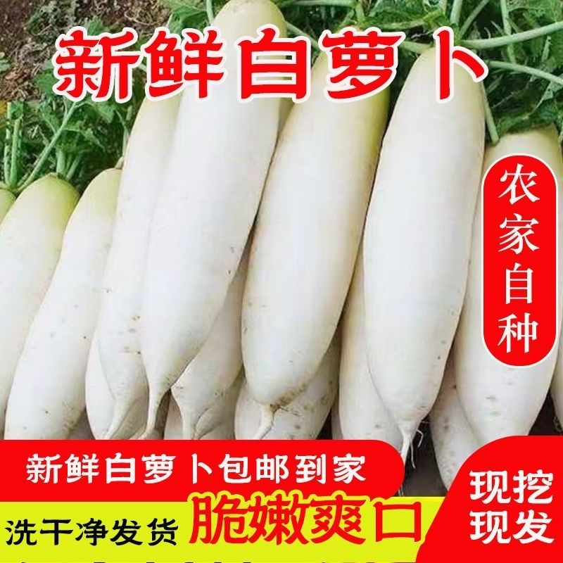 湖北天门白萝卜/打霜白萝卜/产区直发/大量有货
