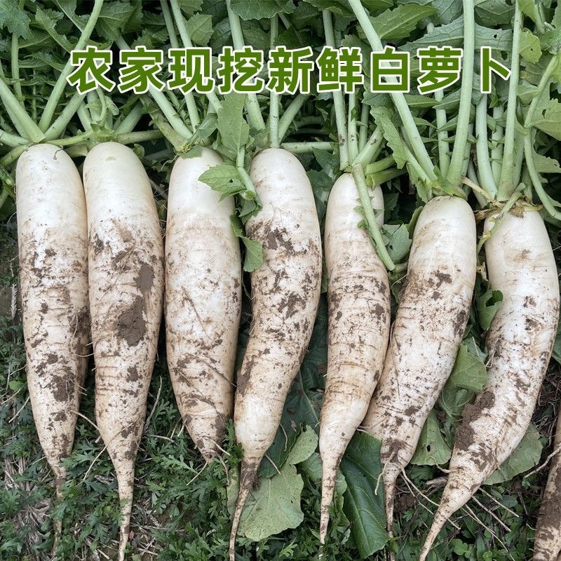 湖北天门白萝卜/打霜白萝卜/产区直发/大量有货