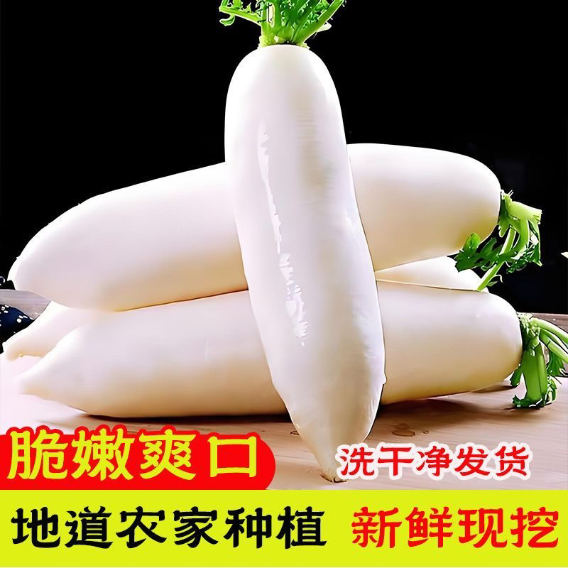 湖北天门白萝卜/打霜白萝卜/产区直发/大量有货