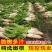 湖北天门白萝卜/打霜白萝卜/产区直发/大量有货