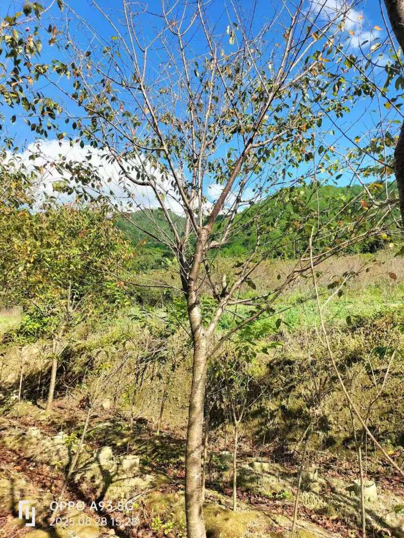 福建山樱花