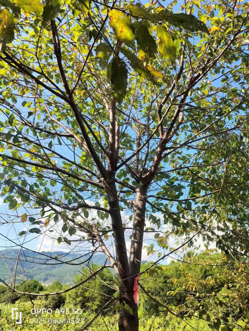 福建山樱花