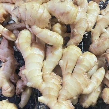 新圆头大量上市