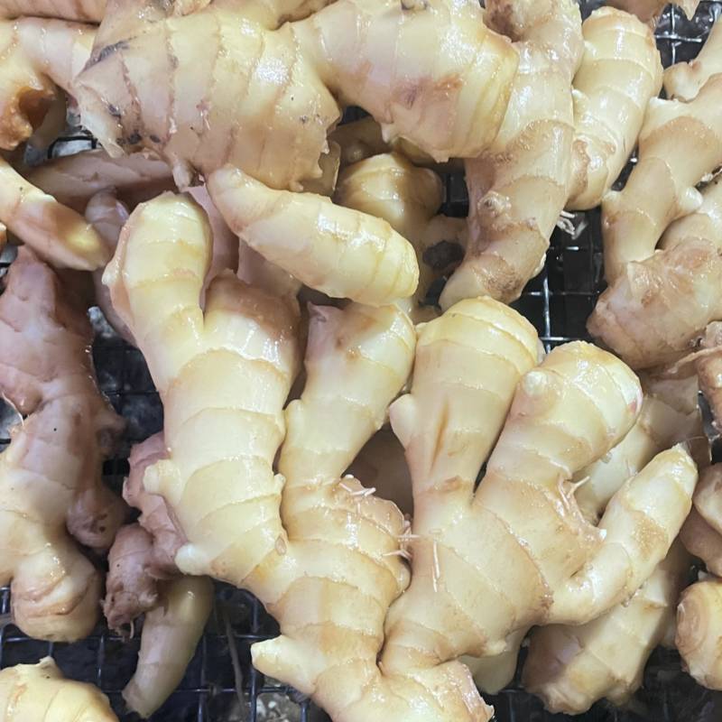 新圆头大量上市