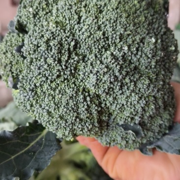 海口新鲜玉米直供，粒粒饱满香甜，现摘现售，品质保证！