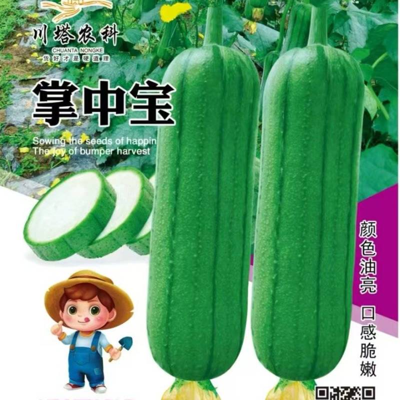 丝瓜种子掌中宝精品油亮短棒丝瓜早熟瓜码密硬度好