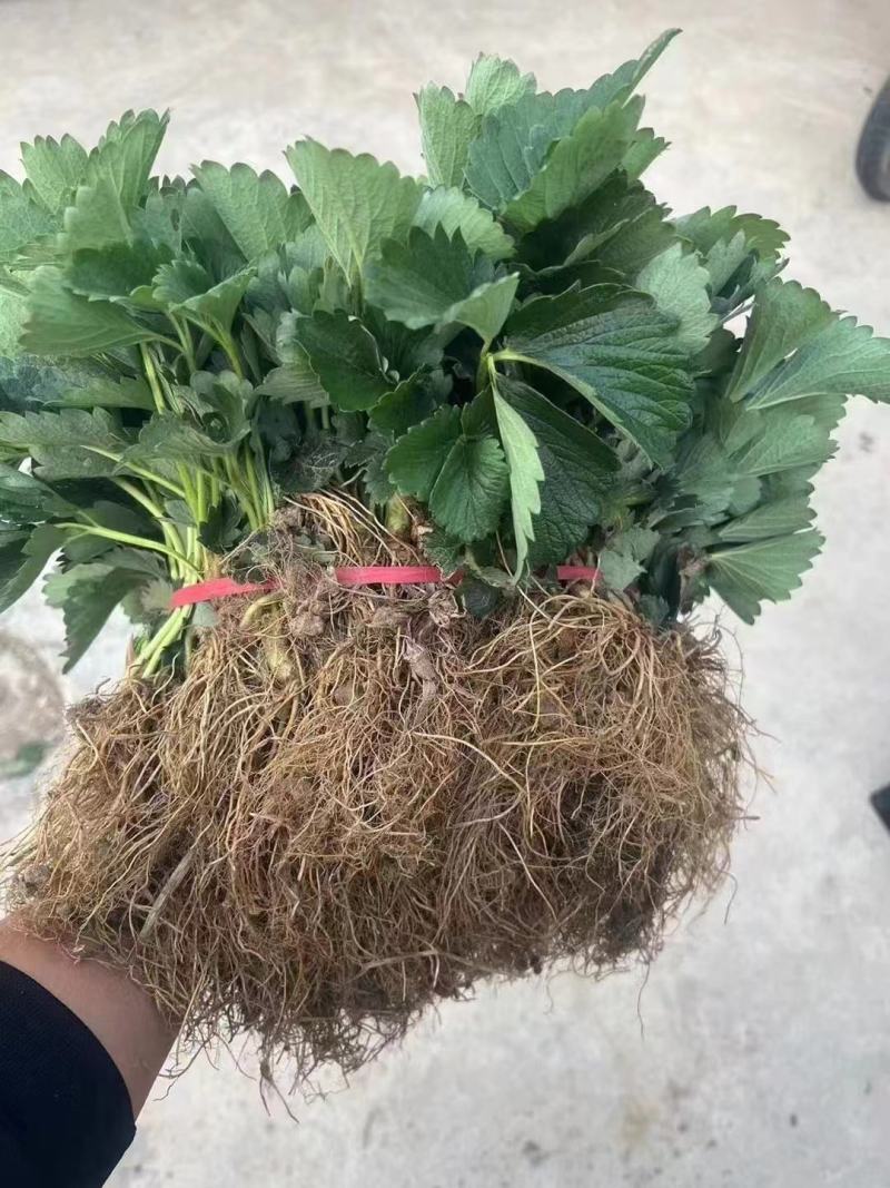四季奶油草莓苗盆栽地栽阳台庭院栽种品种齐全包技术指导