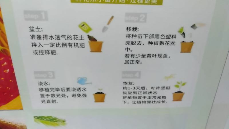 四季奶油草莓苗盆栽地栽阳台庭院栽种品种齐全包技术指导