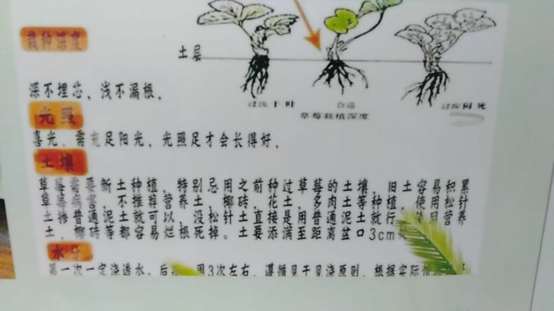 四季奶油草莓苗盆栽地栽阳台庭院栽种品种齐全包技术指导
