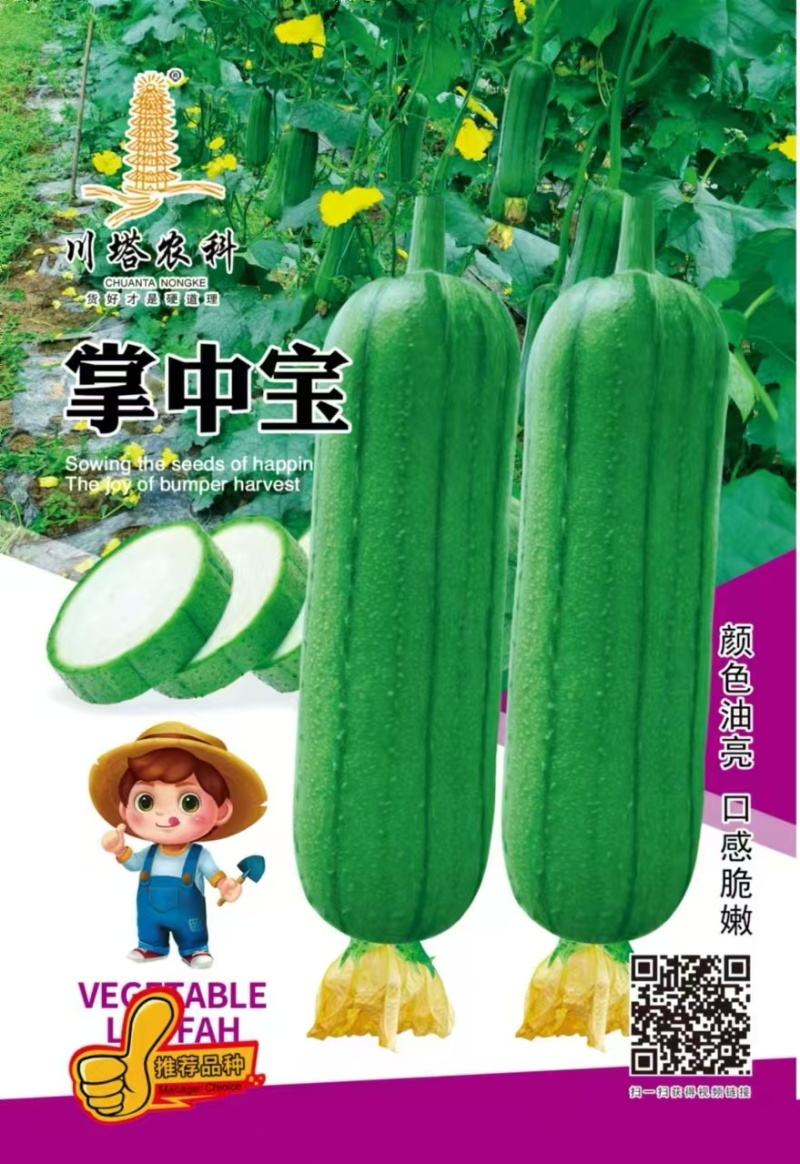 丝瓜种子掌中宝精品油亮短棒丝瓜早熟瓜码密硬度好