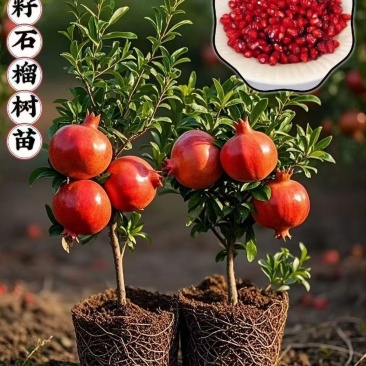 大果特大软籽红太阳石榴树苗甜石榴突尼斯无籽盆栽地栽南北方