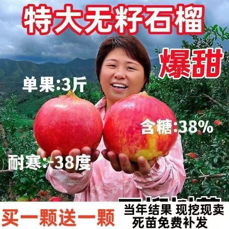 大果特大软籽红太阳石榴树苗甜石榴突尼斯无籽盆栽地栽南北方