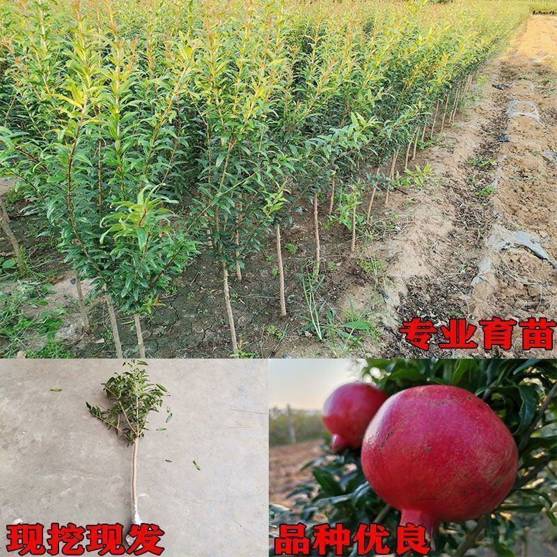 大果特大软籽红太阳石榴树苗甜石榴突尼斯无籽盆栽地栽南北方