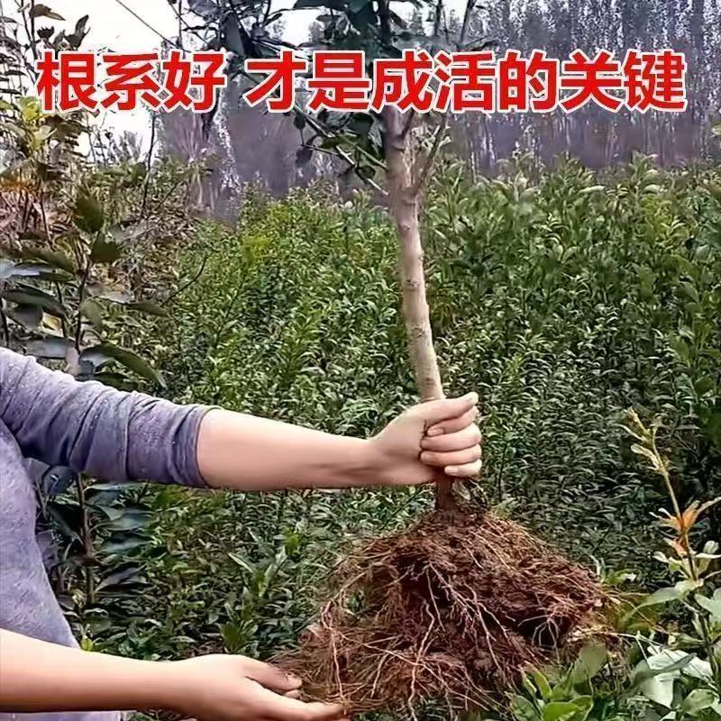 大果特大软籽红太阳石榴树苗甜石榴突尼斯无籽盆栽地栽南北方