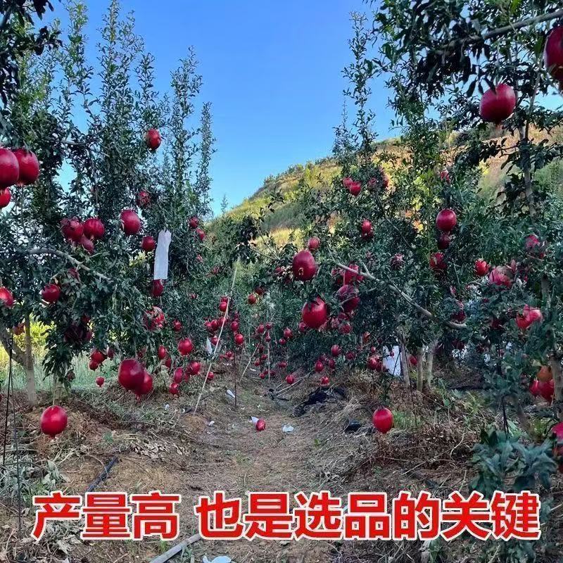 大果特大软籽红太阳石榴树苗甜石榴突尼斯无籽盆栽地栽南北方