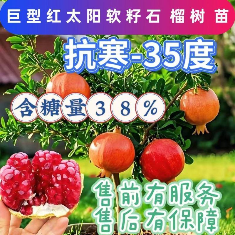 大果特大软籽红太阳石榴树苗甜石榴突尼斯无籽盆栽地栽南北方