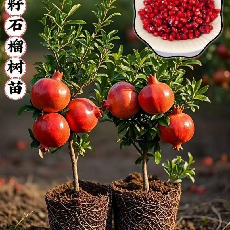 大果特大软籽红太阳石榴树苗甜石榴突尼斯无籽盆栽地栽南北方