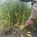 药用山栀子起苗中