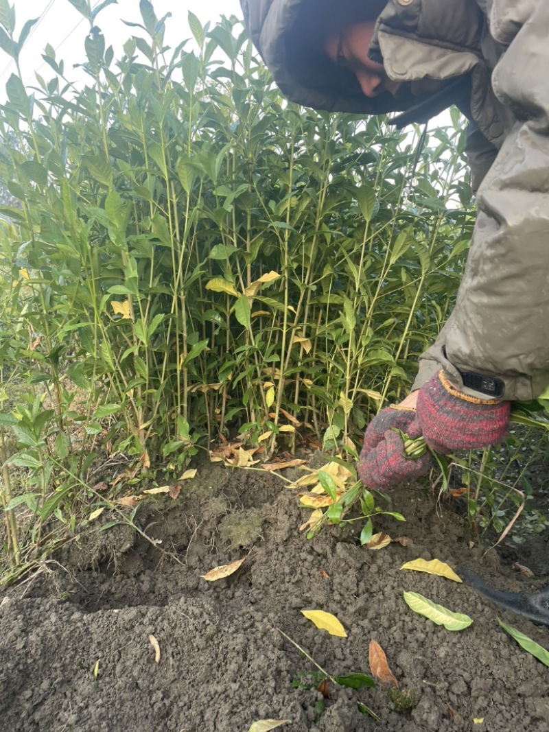 药用山栀子起苗中