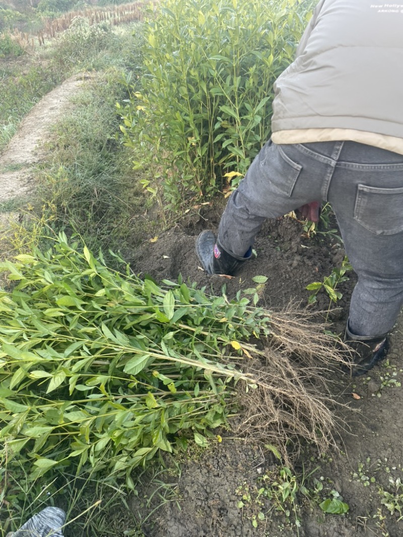 药用山栀子起苗中