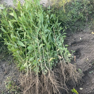 药用山栀子起苗中