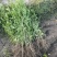 药用山栀子起苗中