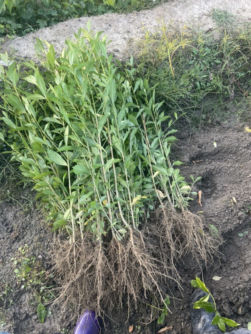 药用山栀子起苗中