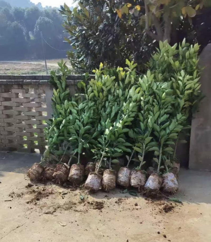1.5公分的葡萄柚苗大量供应，保证品种品质，欢迎选购