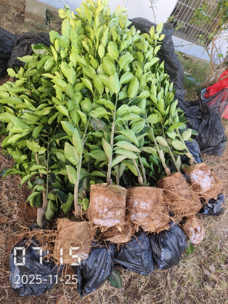 1.5公分的葡萄柚苗大量供应，保证品种品质，欢迎选购