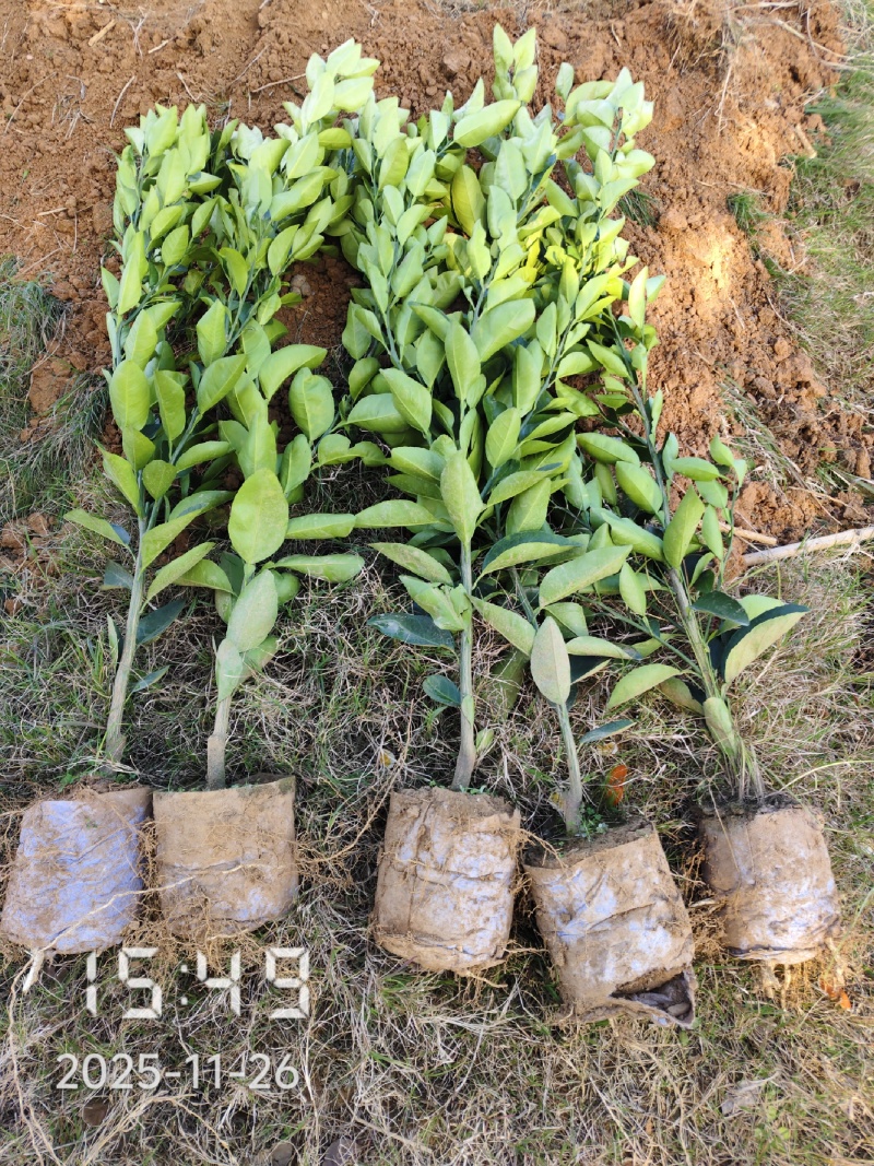 1.5公分的葡萄柚苗大量供应，保证品种品质，欢迎选购
