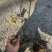 蒙古栎苗