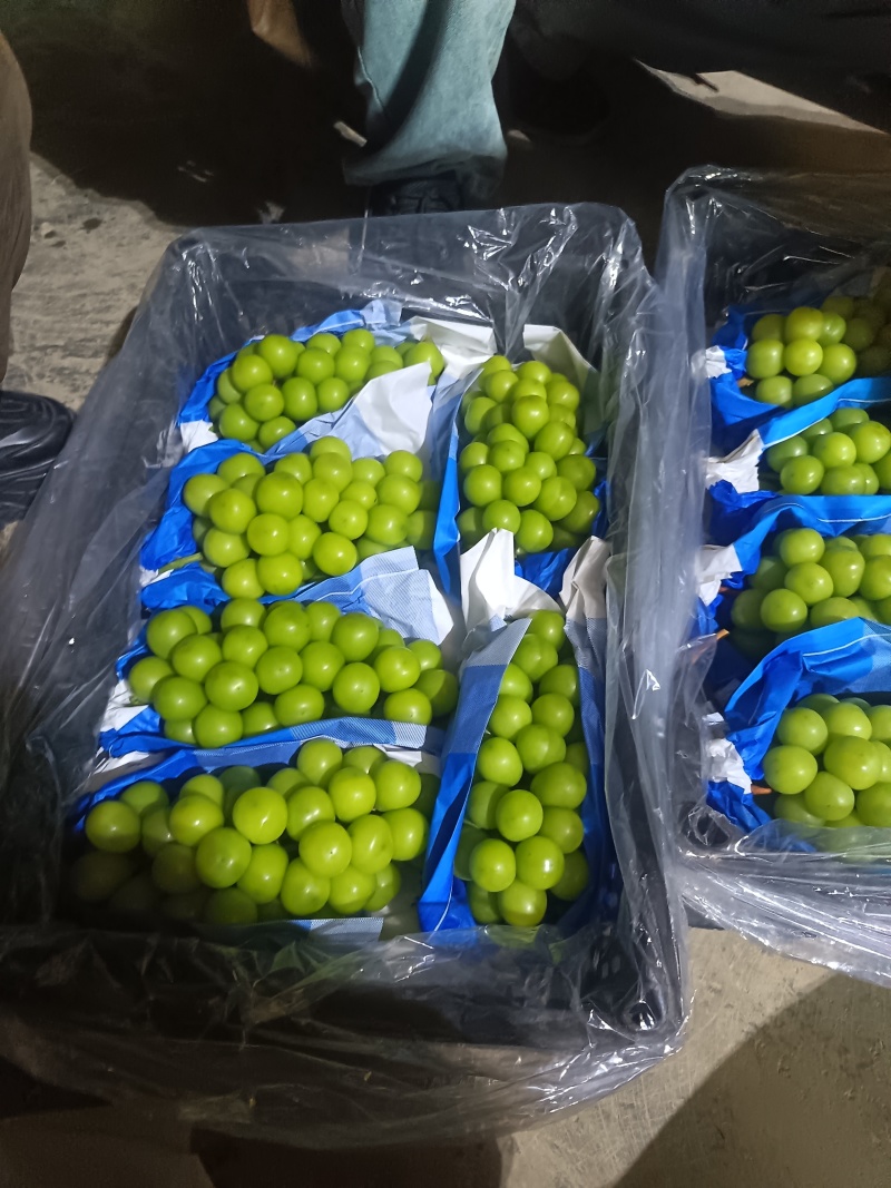 阳光玫瑰货源稳定对接市场电商商超社区团购，欢迎联系