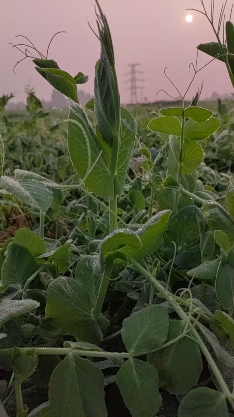 豌豆尖