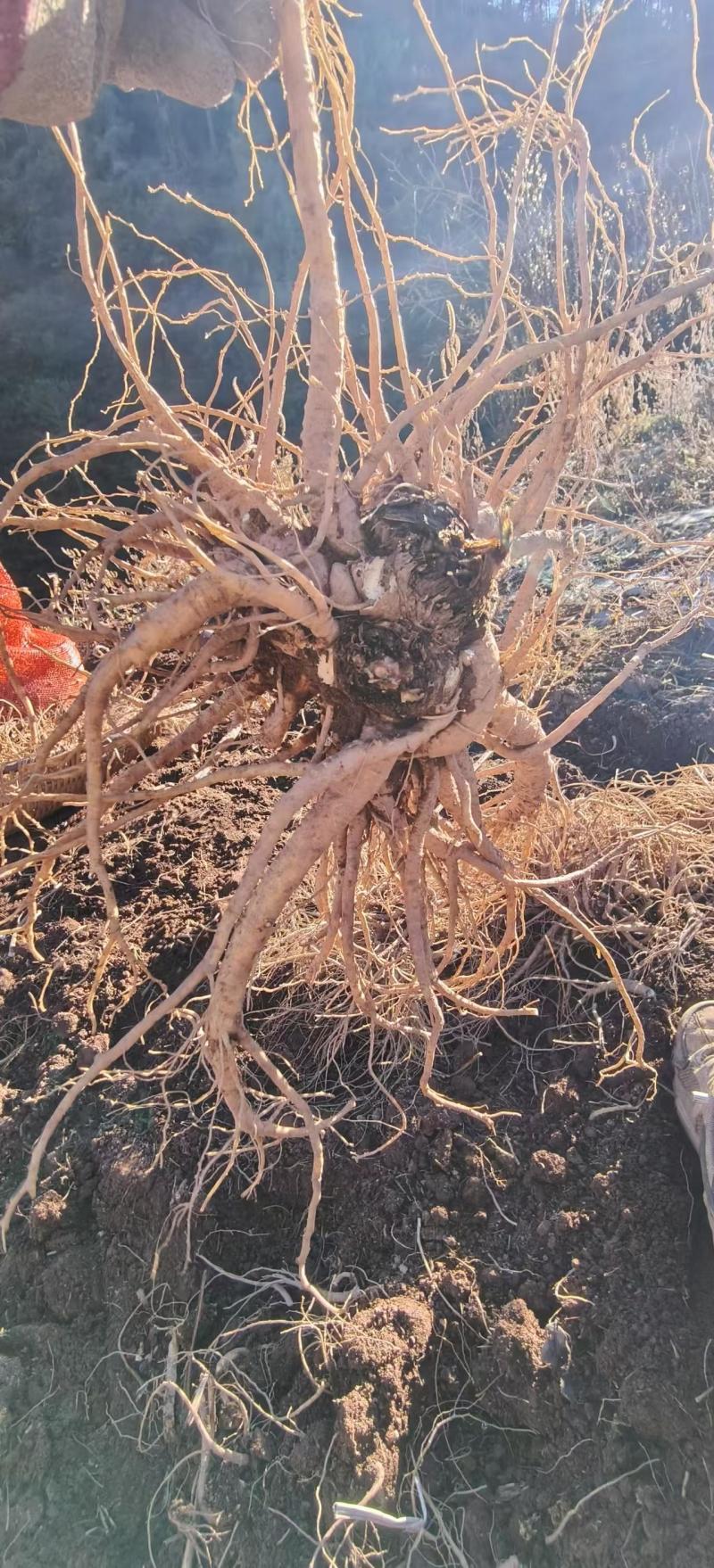 新鲜药当归