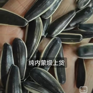 谷丰90葵花籽