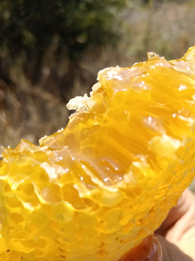 正宗云南高山野生蜂蜜，蜂蜜中的天花板了，新鲜蜂蜜已经上市