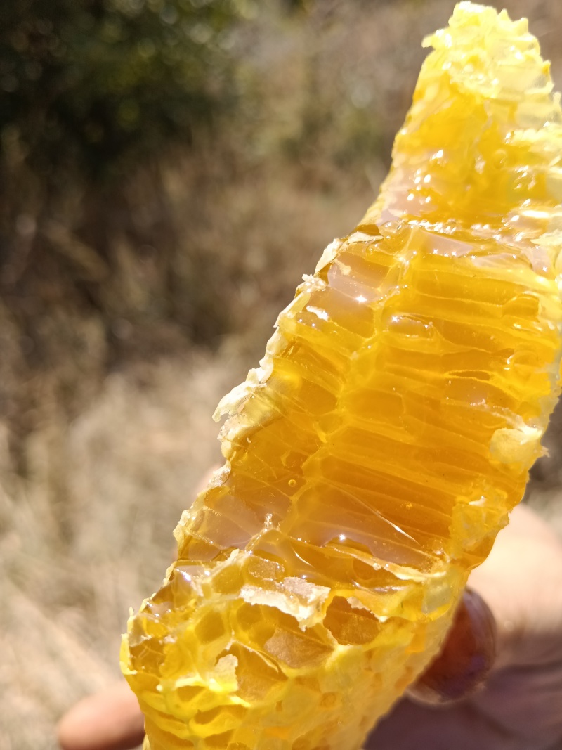 正宗云南高山野生蜂蜜，蜂蜜中的天花板了，新鲜蜂蜜已经上市