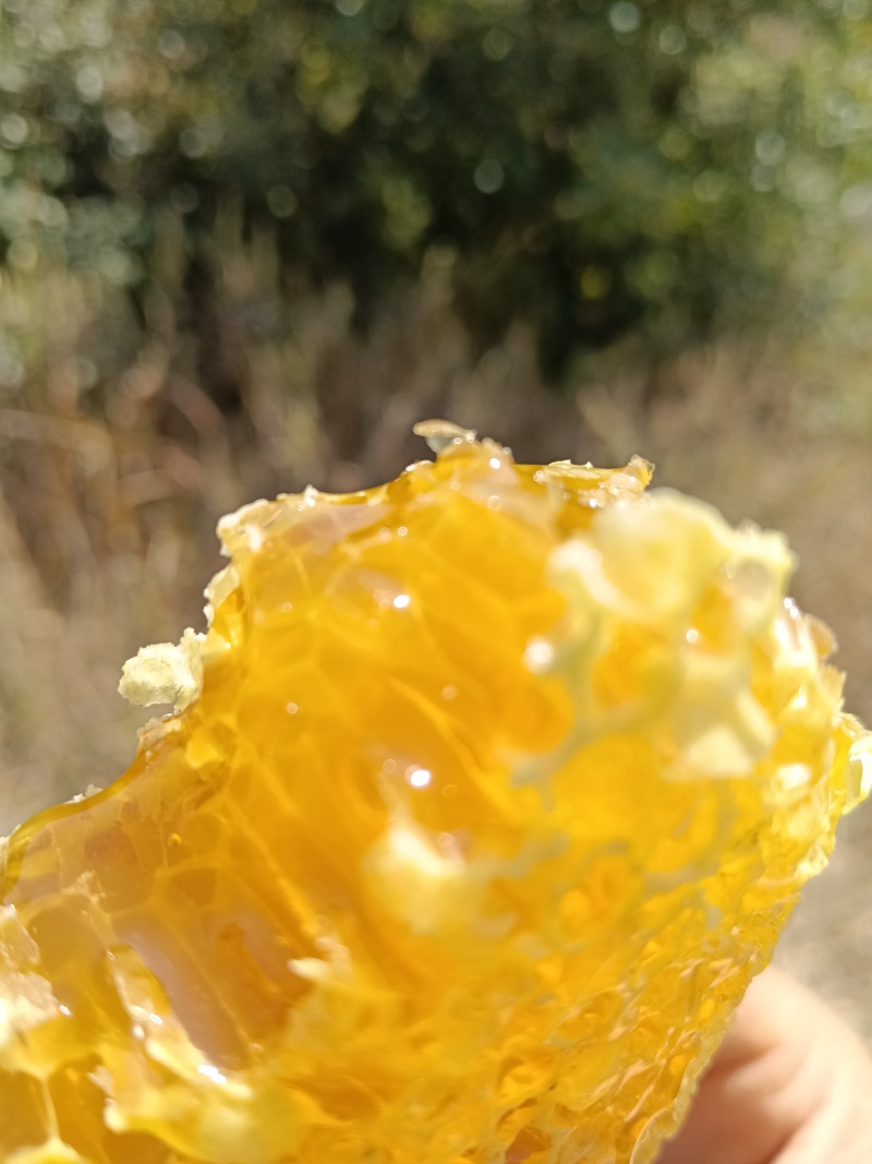 正宗云南高山野生蜂蜜，蜂蜜中的天花板了，新鲜蜂蜜已经上市