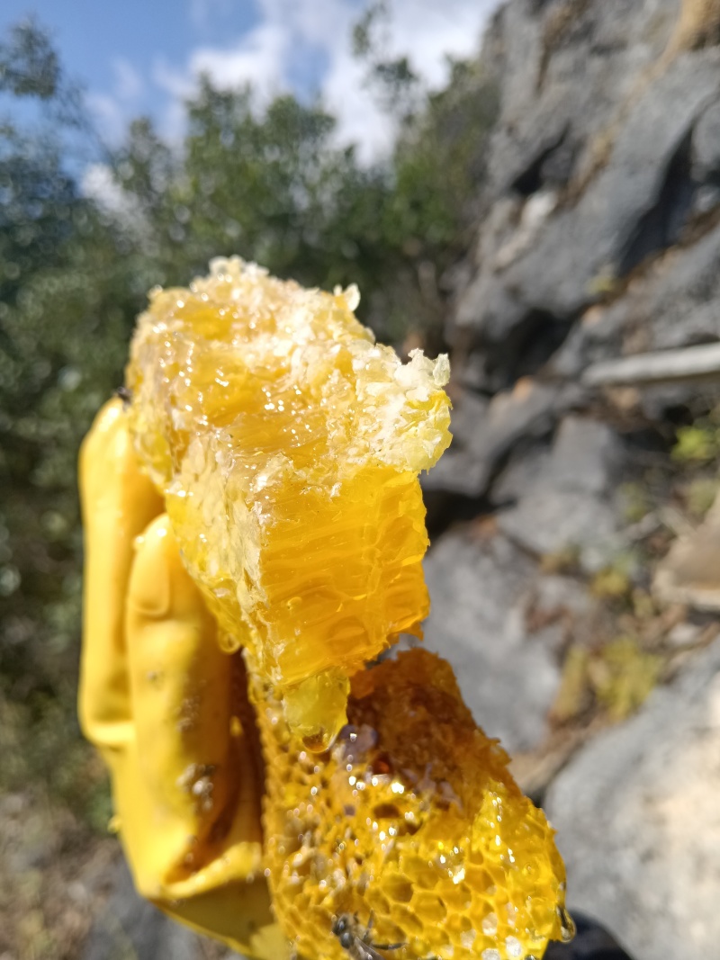 正宗云南高山野生蜂蜜，蜂蜜中的天花板了，新鲜蜂蜜已经上市