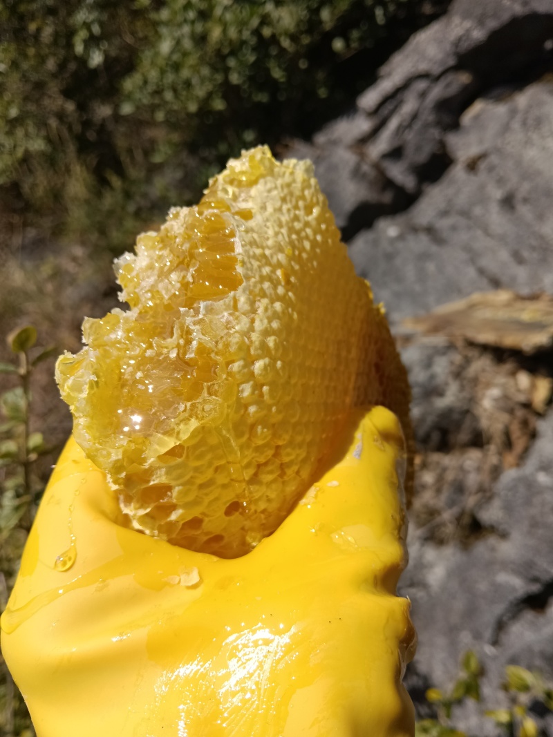 正宗云南高山野生蜂蜜，蜂蜜中的天花板了，新鲜蜂蜜已经上市