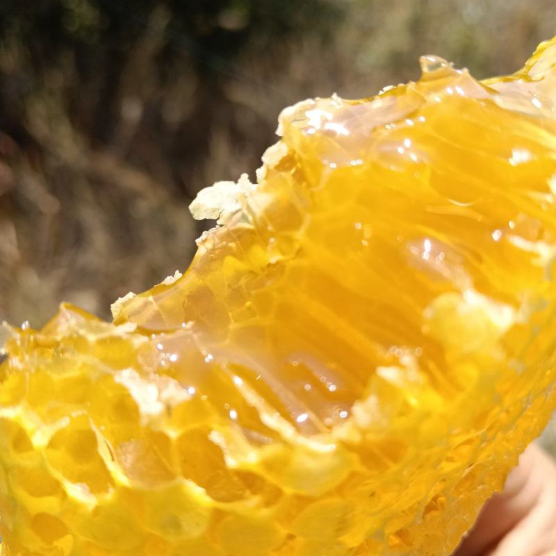 正宗云南高山野生蜂蜜，蜂蜜中的天花板了，新鲜蜂蜜已经上市