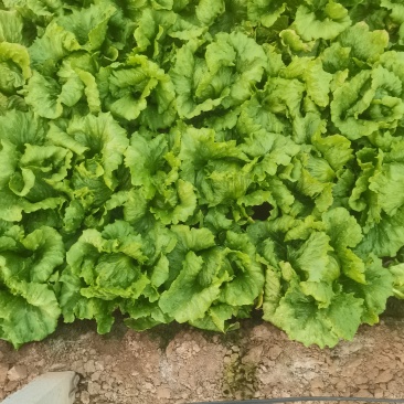 生菜球需要的老板找我***********