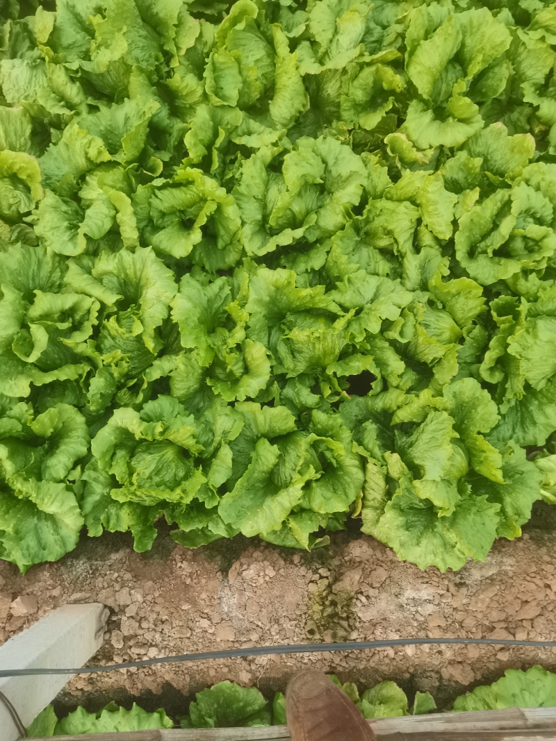 生菜球需要的老板找我***********