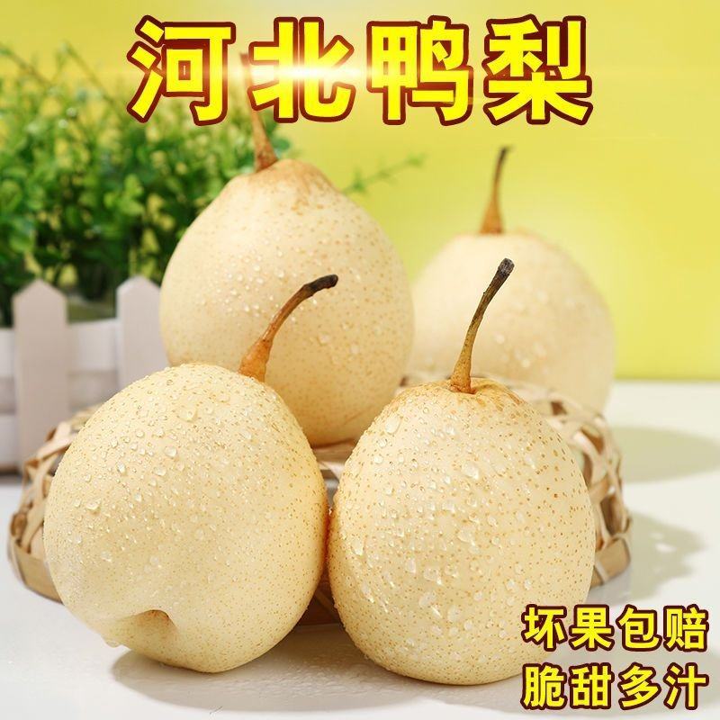 河北鸭梨水晶梨水果梨子批发10斤新鲜白梨非皇冠梨雪梨香梨