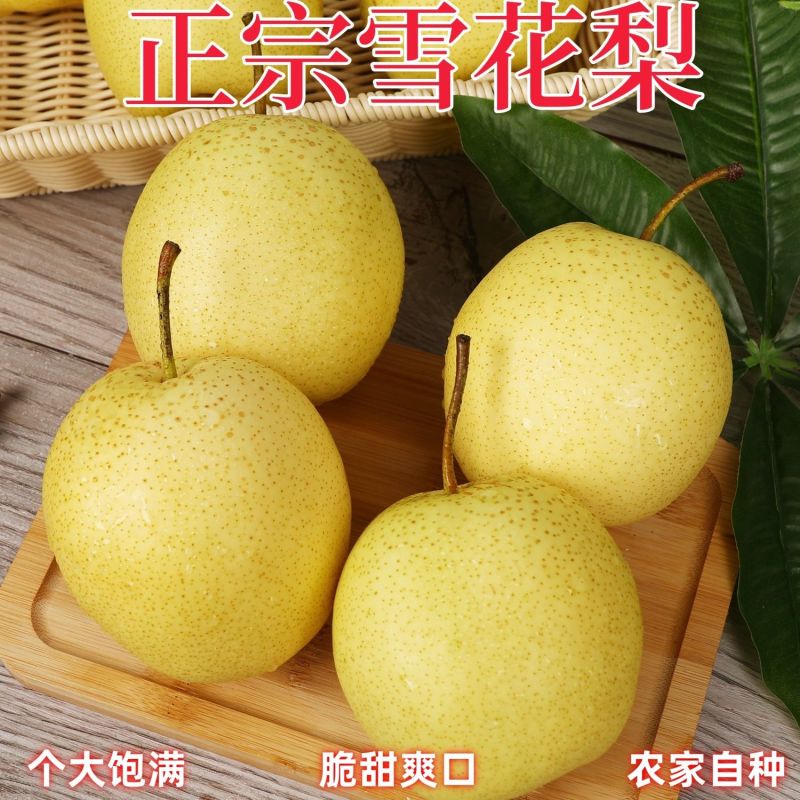 河北雪花梨正宗雪梨蒸煮冰糖雪梨水批发雪花梨