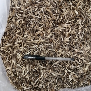 鹿茸菇小嫩仔，便宜鹿茸菇，鹿茸菇碎菇，嫩仔