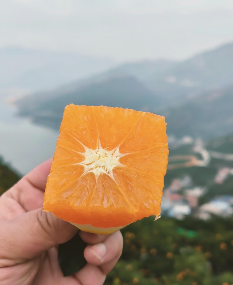优选九月红脐橙质量保证水分充足协助装车找货欢迎来电