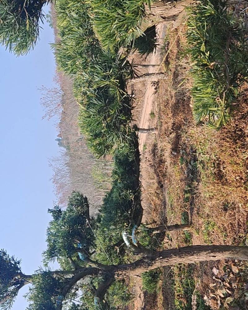 园林苗木