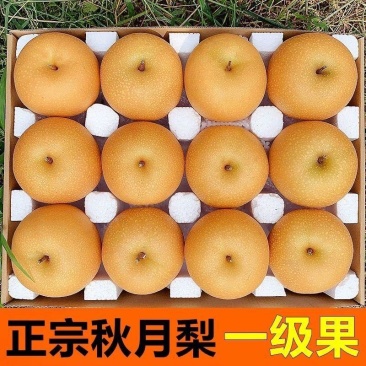 【甘甜多汁】正宗山东秋月梨梨子当季应季新鲜水果整箱脆甜