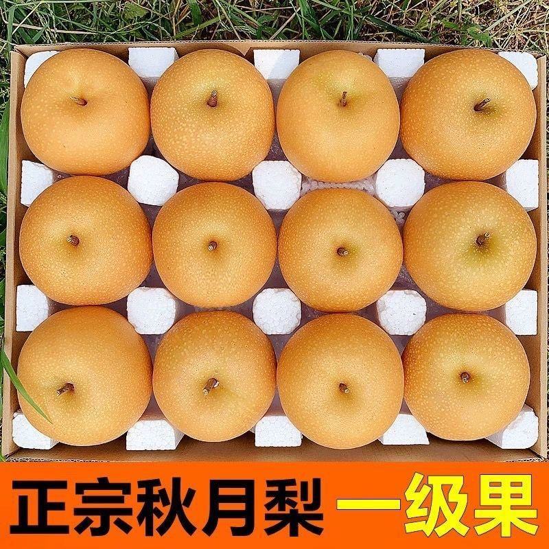 【甘甜多汁】正宗山东秋月梨梨子当季应季新鲜水果整箱脆甜